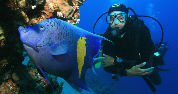 Scuba diver and angelfish